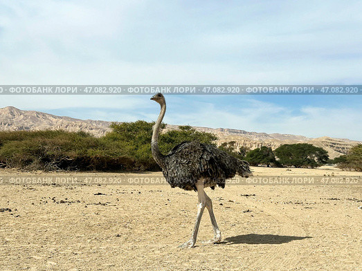 African ostrich (lat. - Struthio camelus) in the Yotvata Hai-Bar Nature Reserve. Стоковое фото, фотограф Irina Opachevsky / Фотобанк Лори