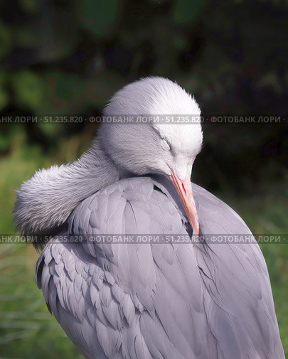 Африканская красавка, или райский журавль, или журавль Стэнли (лат.Grus paradiseus) Редакционное фото, фотограф Шустикова Татьяна / Фотобанк Лори