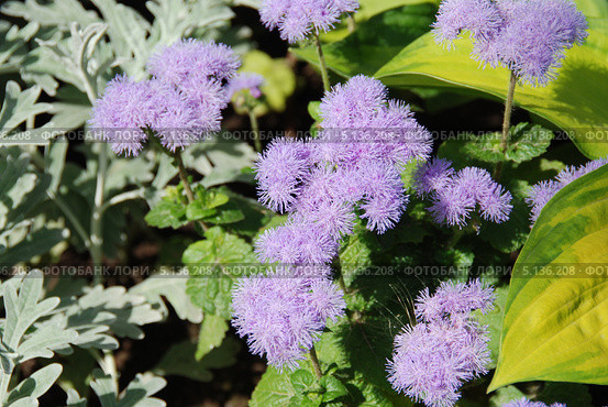 Агератум Гаустона (лат. Ageratum houstonianum) Стоковое фото, фотограф lana1501 / Фотобанк Лори