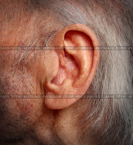 Aging hearing loss with an elderly ear close up of an old man with grey hair as a health care medical concept of losing the ability and human sense of hearing due to age and disease. Стоковое фото, агентство Ingram Publishing / Фотобанк Лори