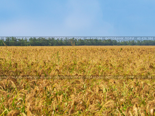 Agricultural landscape. Yellow-green millet field. The millet crop is ripening in the field. Стоковое фото, фотограф Александр Кротков / Фотобанк Лори