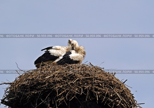 Аисты чистят перья. Стоковое фото, фотограф Лариса Вишневская / Фотобанк Лори