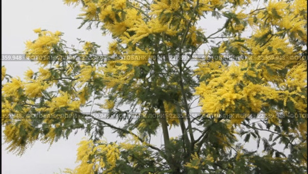 Акация серебристая, или Акация подбелённая (лат. Acacia dealbata)  на фоне облачного неба. Стоковое видео, видеограф Олег Хархан / Фотобанк Лори