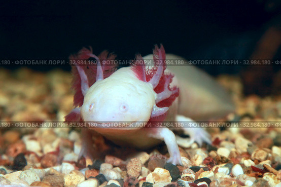 Аксолотль (Ambystoma mexicanum) Стоковое фото, фотограф Татьяна Белова / Фотобанк Лори