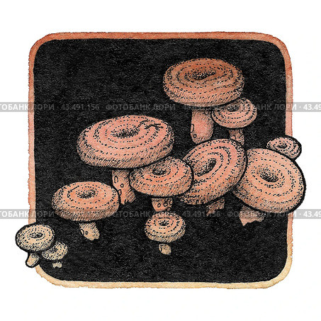 Акварельные рыжики. Hand drawn watercolor mushroom element. Watercolor illustration with saffron milk cap. Graphic icon. Стоковая иллюстрация, иллюстратор Карнаухова Елена / Фотобанк Лори