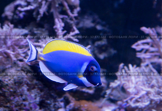 Аквариумная рыба Хирург синий белогрудый Powder Blue Surgeonfish. Стоковое фото, фотограф Галина Савина / Фотобанк Лори