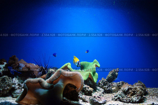 Аквариумные рыбки. Стоковое фото, фотограф Анна Омельченко / Фотобанк Лори