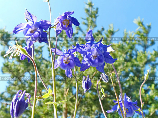Аквилегия, или Водосбор, или Орлики (лат. Aquilegia) — род травянистых многолетних растений семейства Лютиковые (Ranunculaceae). Стоковое фото, фотограф Сергей Елизарьев / Фотобанк Лори