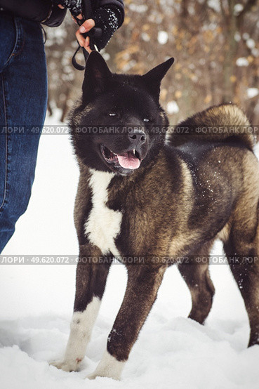 Alaskan Malamute dark color in the natural environment walking in the snow. Стоковое фото, агентство Ingram Publishing / Фотобанк Лори