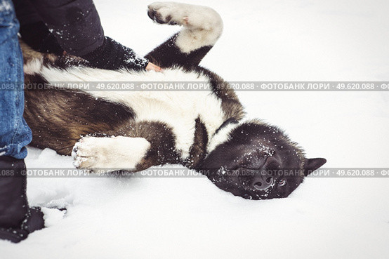 Alaskan Malamute dark color in the natural environment walking in the snow. Стоковое фото, агентство Ingram Publishing / Фотобанк Лори