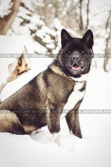 Alaskan Malamute dark color in the natural environment walking in the snow. Стоковое фото, агентство Ingram Publishing / Фотобанк Лори