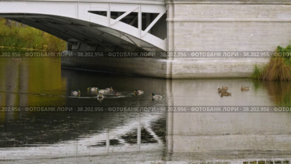 Александровский парк (Царское Село). Большой Ламский мост. Alexander Park (Tsarskoye Selo). Bolshoy Lamsky Bridge. (2021 год). Редакционное видео, видеограф Евгений Романов / Фотобанк Лори