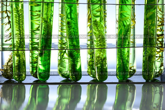 algae research in laboratories, biotechnology science concept. Стоковое фото, агентство Ingram Publishing / Фотобанк Лори