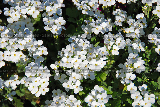 Алиссум (Alyssum) "Снежный ковёр" Стоковое фото, фотограф lana1501 / Фотобанк Лори