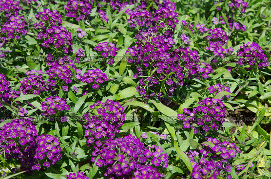 Алиссум (лат. Alyssum), или Лобулярия  (лат. Lobularia) цветет в саду. Стоковое фото, фотограф Елена Коромыслова / Фотобанк Лори