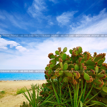 Almeria Mojacar beach prickly pear plant in Mediterranean sea Spain. Стоковое фото, агентство Ingram Publishing / Фотобанк Лори