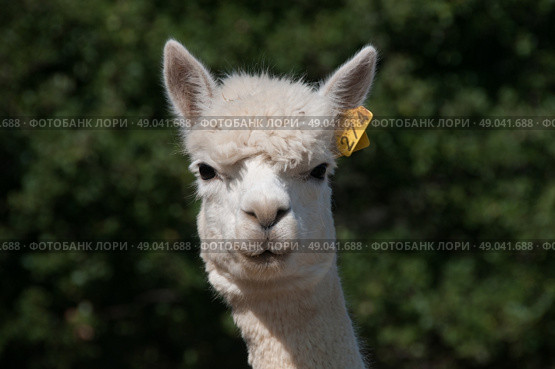 Alpaca portrait. Стоковое фото, агентство Ingram Publishing / Фотобанк Лори