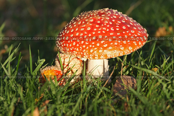 Amanita (Мухомор) Стоковое фото, фотограф Александр Тарасенков / Фотобанк Лори