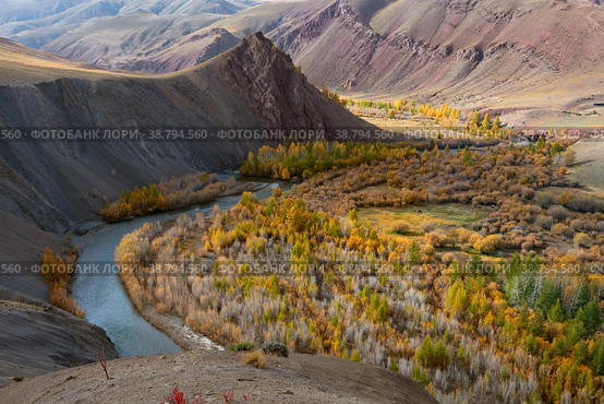 Amazing photo of Altai nature landscape of mountain river surrounded by high yellow hills or mountains with green and yellow trees and cattle on pasture as Siberia background. Rupublic Altai, Russia. Стоковое фото, фотограф Евгений / Фотобанк Лори