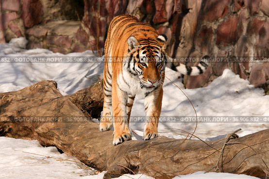 Амурский тигр идет по бревну (Panthera tigris altaica, Panthera tigris tigris Kitchener) Стоковое фото, фотограф Щеголева Ольга / Фотобанк Лори