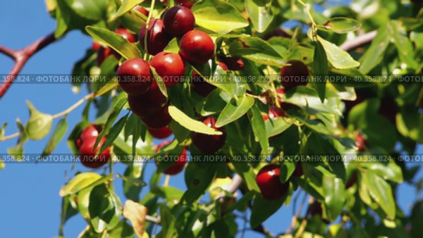 An abundance of fruit marmalade or Chinese dates on a tree in the home garden. Ripe unabi fruits on a tree branch swaying in the wind against the blue sky. Close-up of branches with ziziphus fruits. Стоковое видео, видеограф Александр Кротков / Фотобанк Лори