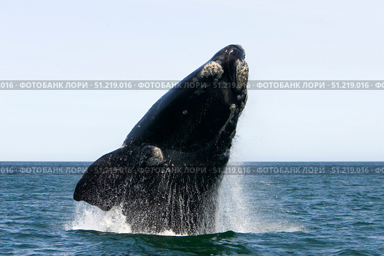 An adult southern right whale breaching the waters off Argentina. VW Pics/Stocktrek Images/TASS. Стоковое фото, агентство ТАСС / Фотобанк Лори