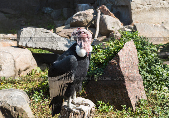 An andean condor in an aviary sits on a stump. Стоковое фото, фотограф Наталья Волкова / Фотобанк Лори