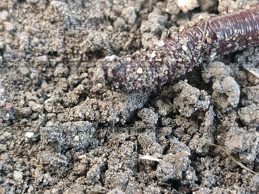 An earthworm crawls on dry ground. Стоковое фото, фотограф Andrew_Swarga / Фотобанк Лори