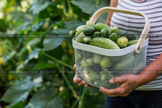 An elderly farmer woman with a basket of cucumbers in a summer garden. Close-up of a basket of vegetables. The concept of harvesting in a garden. Стоковое фото, фотограф Photojuli / Фотобанк Лори