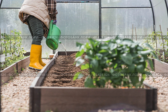 An elderly woman with a watering can waters the ground before planting a plant. Seedlings are planted in the ground in a greenhouse. The concept of spring planting of vegetables and agriculture. Стоковое фото, фотограф Photojuli / Фотобанк Лори