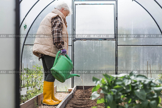 An elderly woman with a watering can waters the ground before planting a plant. Seedlings are planted in the ground in a greenhouse. The concept of spring planting of vegetables and agriculture. Стоковое фото, фотограф Photojuli / Фотобанк Лори