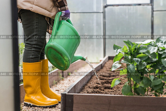 An elderly woman with a watering can waters the ground before planting a plant. Seedlings are planted in the ground in a greenhouse. The concept of spring planting of vegetables and agriculture. Стоковое фото, фотограф Photojuli / Фотобанк Лори