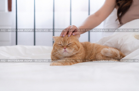 An intelligent Persian cat and owner playing together in bed. Стоковое фото, агентство Ingram Publishing / Фотобанк Лори