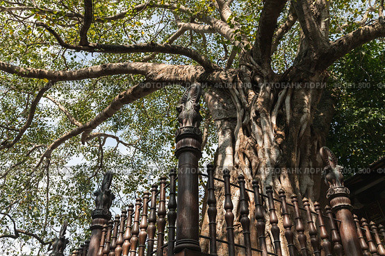 An old tree grows at the Gangaramaya Temple garden. Colombo, Sri Lanka (2021 год). Стоковое фото, фотограф EugeneSergeev / Фотобанк Лори