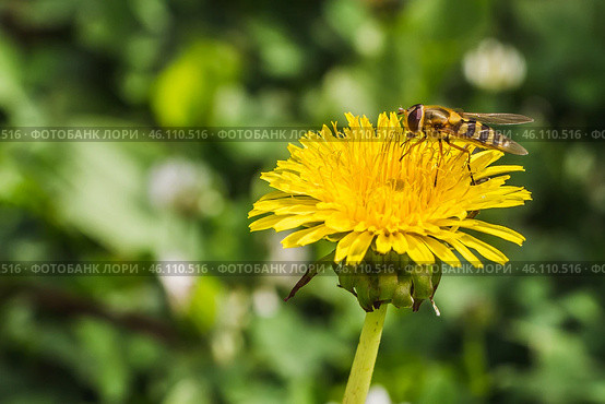 An orange bee with pollen pollinates yellow dandelion flower. Стоковое фото, фотограф Татьяна Куклина / Фотобанк Лори