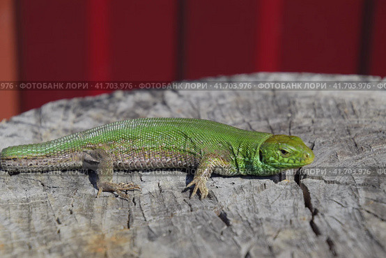 An ordinary quick green lizard. Lizard on the cut of a tree stump. Sand lizard, lacertid lizard. Стоковое фото, фотограф Леонид Еремейчук / Фотобанк Лори