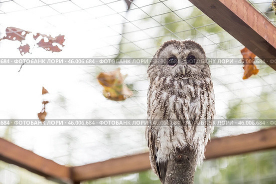 An owl, looking at the camera, sits in an enclosure at the zoo. Night bird of prey close-up. A wild animal. Close-up. A forest bird on a private eco-farm. Стоковое фото, фотограф Photojuli / Фотобанк Лори