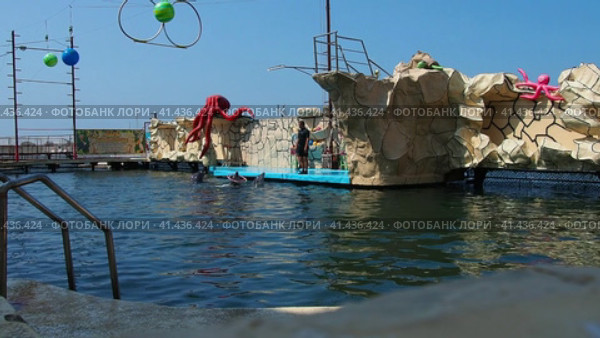 Anapa Russia 08.25.2021 Dolphinarium instructors feed bottlenose dolphin with tasty fish. Dolphins swim in the water and spin hoops on their noses at the command of the coach. Dolphin show. Редакционное видео, видеограф Юлия Петровская / Фотобанк Лори