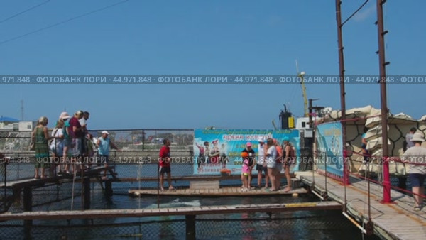 Anapa Russia 10.23.23 Beluga whale Delphinapterus leucas is a species of toothed whales from the narwhal family. People prepare to take photos with a beluga whale after a sea show at the dolphinarium. Редакционное видео, видеограф Юлия Петровская / Фотобанк Лори