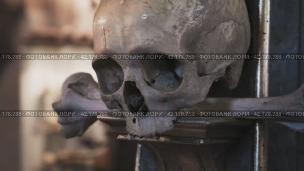 Anatomical Reliquary Ensemble: Skulls and Bones Display. Стоковое видео, видеограф Даниил Хабаров / Фотобанк Лори