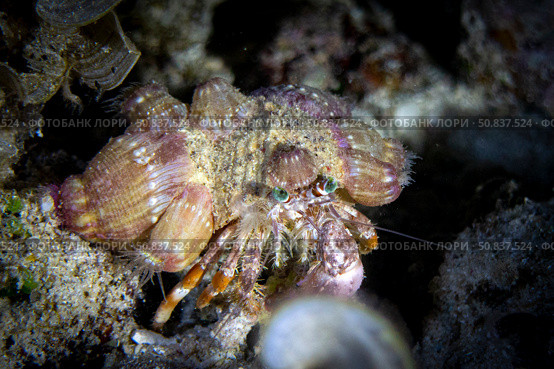 Anemone Hermit Crab (Dardanus Pedunculatus) stock photo. Анемоновый рак-отшельник. Стоковое фото, фотограф Никита Костылев / Фотобанк Лори