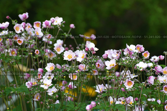 Anemone hupehensis variety japonica - perennial ornamental flower. Стоковое фото, фотограф Володина Ольга / Фотобанк Лори