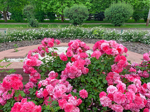 Английская роза (English Rose) Стоковое фото, фотограф Мария Кылосова / Фотобанк Лори