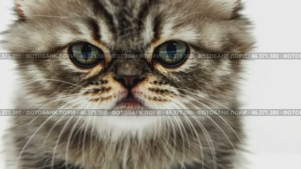 Angry cat isolated on white. Gray calico British shorthair cat portrait looking serious. Grumpy kitten seated. Striped furious cat with a unhappy dissatisfied face. Feline giving you a disdainful look. Стоковое AI-видео, аниматор Марина Демидюк / Фотобанк Лори