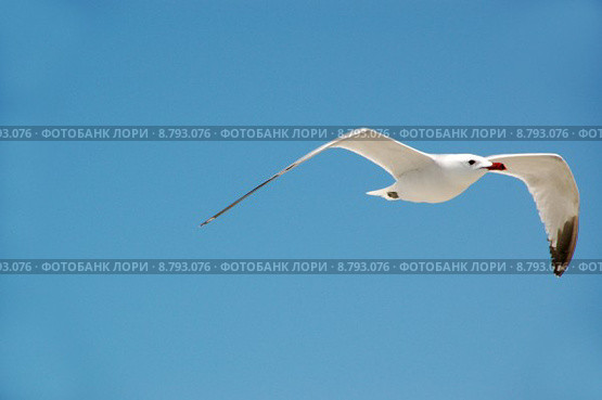 animal bird fly flying birds. Стоковое фото, фотограф Andreas Hömer / PantherMedia / Фотобанк Лори