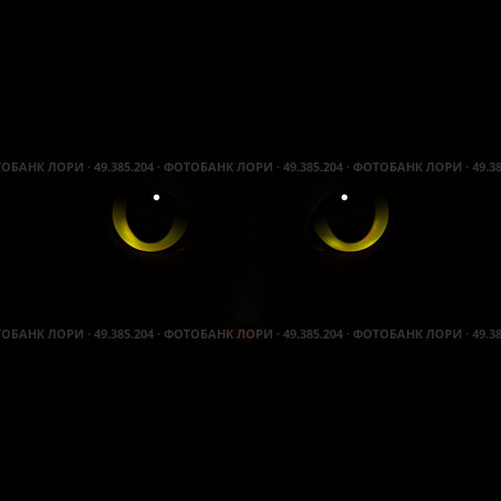 Animals monsters realistic composition with feline eyes and nose scary cats snout looking out of darkness vector illustration. Cat Monster Realistic Composition. Стоковая иллюстрация, агентство Ingram Publishing / Фотобанк Лори