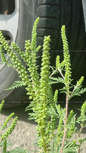 Annual ragweed, Common ragweed, Bitter-weed, Hog-weed, Roman wormwood (Ambrosia artemisiifolia), blooming, Стоковое фото, фотограф Анна Кривицкая / Фотобанк Лори