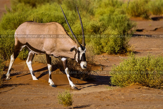 Антилопа орикс (Oryx gazella) идет по песку в пустыне (2014 год). Стоковое фото, фотограф Анна Ефимова / Фотобанк Лори