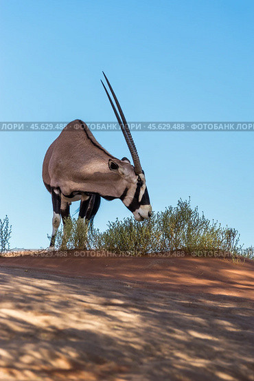Антилопа орикс (Oryx gazella) пасётся в пустыне в Намибии на фоне голубого неба (2014 год). Стоковое фото, фотограф Анна Ефимова / Фотобанк Лори