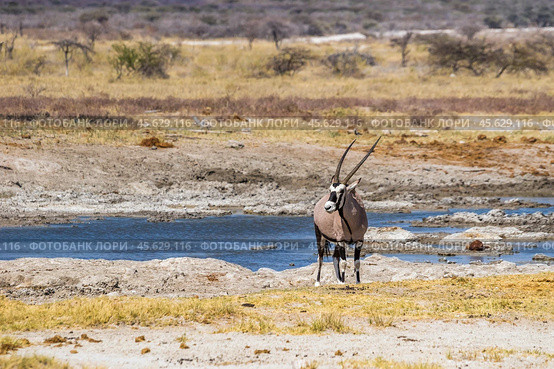 Антилопа орикс (Oryx gazella) у водопоя в африканской саванне. Сухой сезон в Африке. (2015 год). Стоковое фото, фотограф Анна Ефимова / Фотобанк Лори